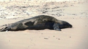 Endangered_Hawaiian_Monk_Seal_01 Endangered Hawaiian Monk Seal Resting on the Beach