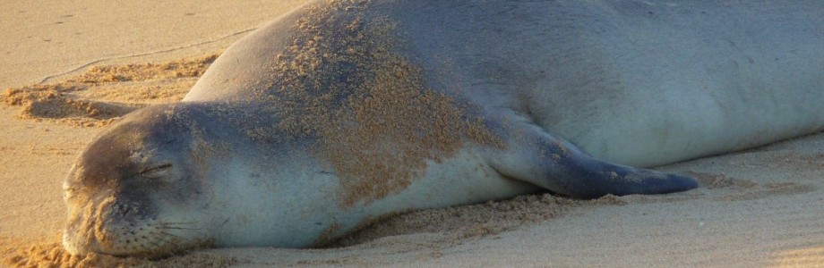 Endangered Hawaiian Monk Seal sleeping on Poipu Beach