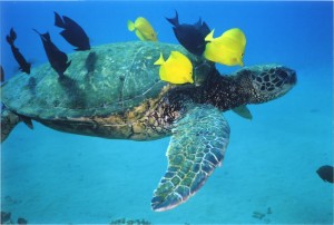 Hawaiian_Green_Sea_Turtle_with_Tropical_Fish Hawaiian green sea turtle with tropical fish
