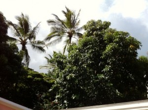 Avocado_Tree_02 Avocado Tree at Kauai Beach Inn