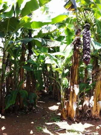 Banana_Grove_01 The banana grove at the Kauai Beach Inn