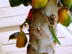 Bird_and_Lizard_on_Papaya_Tree_02 Japanese White Eye Bird and Lizard on Papaya Tree
