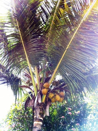 Coconut_Palm_Tree Coconut palm tree with coconuts