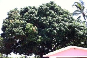 The giant mango tree at the Kauai Beach Inn