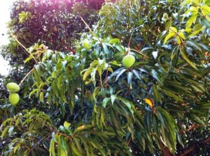 Mangoes_on_Mango_Tree_02 Mangoes on the Mango Tree