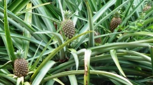 Pineapple_Plants_02 Pineapples growing on pineapple plants